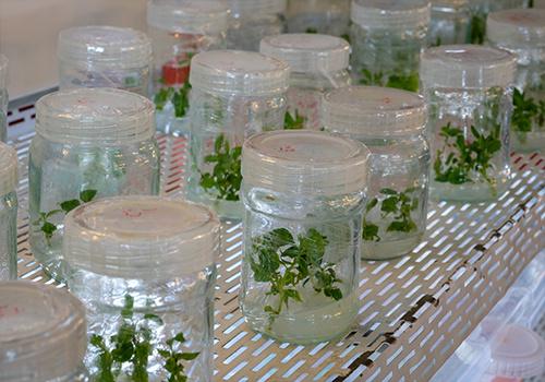 کشت و توسعه گیاهان دارویی